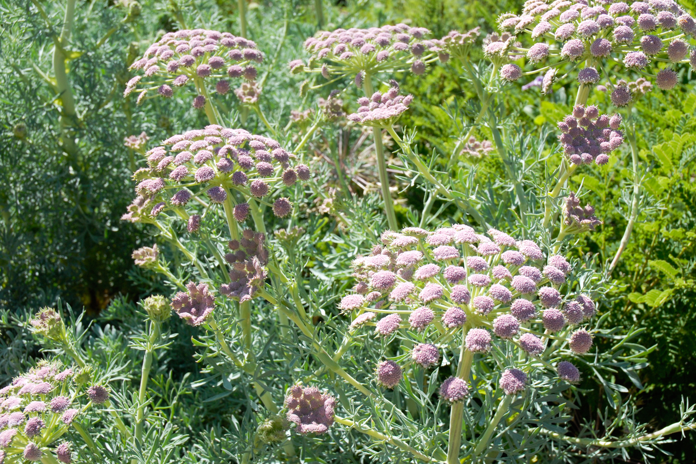 Moon Carrot